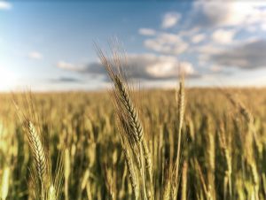 Lee más sobre el artículo Que No Cunda El Pánico